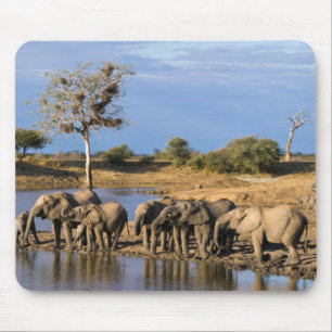 Afrikanischer Buschelefant (Loxodonta Africana) He Mousepad