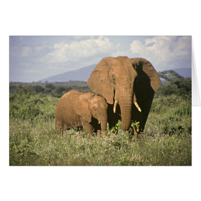 Afrikanischer Elefant (Vorderseite (Horizontal))