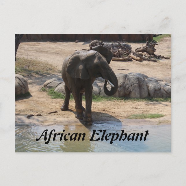 Afrikanischer Elefant # 7 Postkarte (Vorderseite)