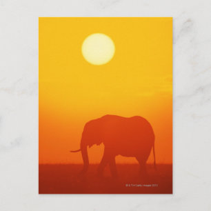 Afrikanischer Elefant bei Sonnenuntergang , Kenia  Postkarte