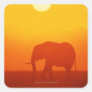 Afrikanischer Elefant bei Sonnenuntergang , Kenia Quadratischer Aufkleber