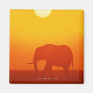 Afrikanischer Elefant, der am Sonnenuntergang Magnet