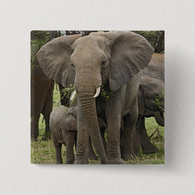 Afrikanischer Elefant | Herde Button (Vorderseite)