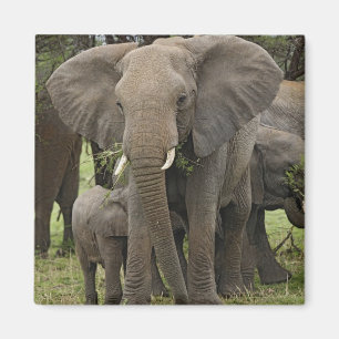 Afrikanischer Elefant   Herde Magnet