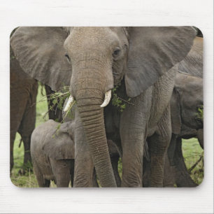 Afrikanischer Elefant Herde Mousepad