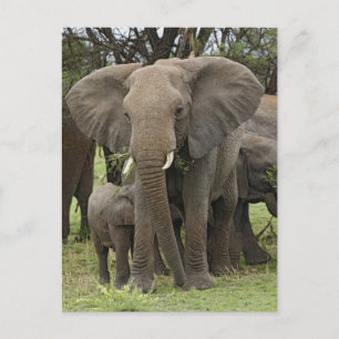 Afrikanischer Elefant   Herde Postkarte