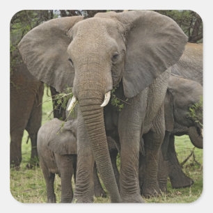 Afrikanischer Elefant Herde Quadratischer Aufkleber