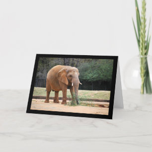 Afrikanischer Elefant im Park Karte