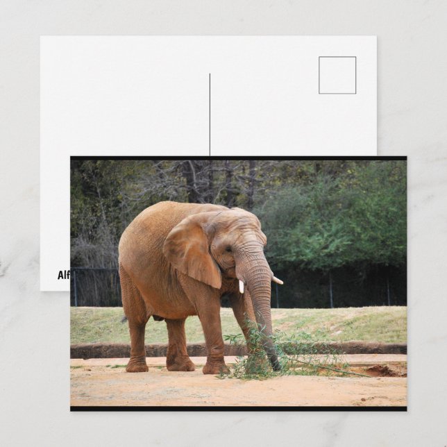 Afrikanischer Elefant im Park Postkarte (Vorne/Hinten)