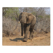 Afrikanischer Elefant im Wildreservat, Südafrika