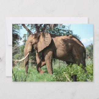 Afrikanischer Elefant in der Safari
