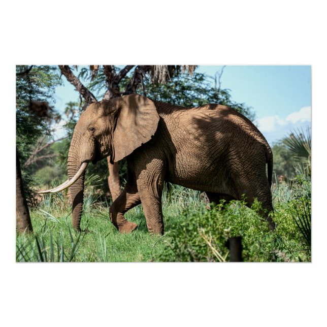 Afrikanischer Elefant in der Safari Poster (Vorderseite)