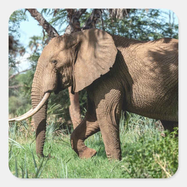 Afrikanischer Elefant in der Safari Quadratischer Aufkleber (Vorderseite)