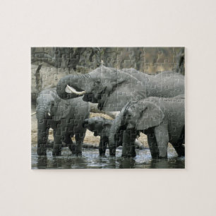 Afrikanischer Elefant, (Loxodonta africana), beim