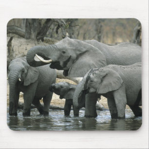 Afrikanischer Elefant, (Loxodonta africana), beim  Mousepad