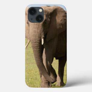 Afrikanischer Elefant (Loxodonta Africana), Maasai title_seo2