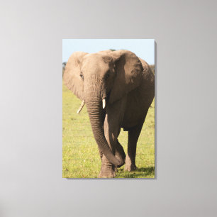 Afrikanischer Elefant (Loxodonta Africana), Maasai Leinwanddruck