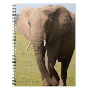 Afrikanischer Elefant (Loxodonta Africana), Maasai Notizblock