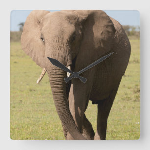 Afrikanischer Elefant (Loxodonta Africana), Maasai Quadratische Wanduhr