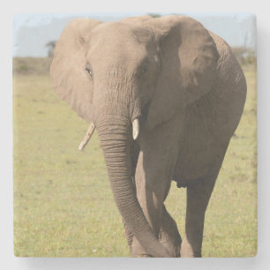 Afrikanischer Elefant (Loxodonta Africana), Maasai Steinuntersetzer