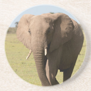 Afrikanischer Elefant (Loxodonta Africana), Maasai Untersetzer