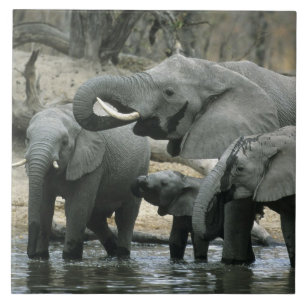 Afrikanischer Elefant, (Loxodonta africana), trink Fliese