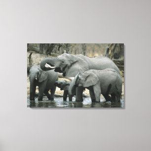 Afrikanischer Elefant, (Loxodonta africana), trink Leinwanddruck