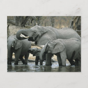 Afrikanischer Elefant, (Loxodonta africana), trink Postkarte