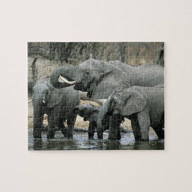 Afrikanischer Elefant (Loxodonta africana), trinke (Horizontal)