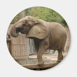 Afrikanischer Elefant Magnet
