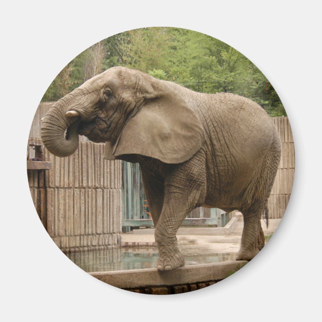Afrikanischer Elefant Magnet (Vorne)