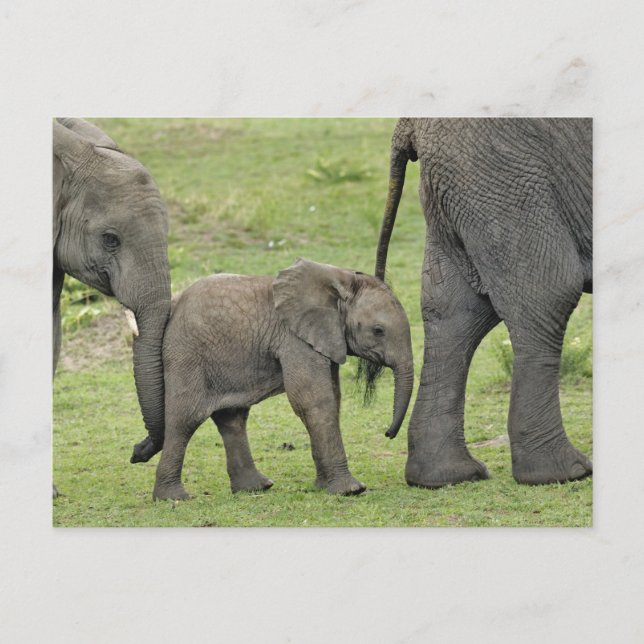 Afrikanischer Elefant mit Kind, Loxodonta 3 Postkarte (Vorderseite)