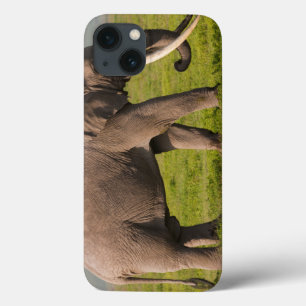 Afrikanischer Elefant, Ngorongoro iPhone 13 Hülle