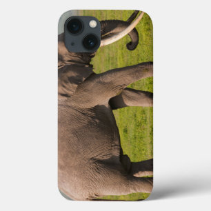 Afrikanischer Elefant, Ngorongoro-Schutzgebiet title_seo2