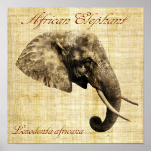 Afrikanischer Elefant (ohne Rahmen) Poster