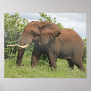 afrikanischer Elefant Poster