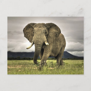 Afrikanischer Elefant Postkarte