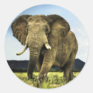 Afrikanischer Elefant Runder Aufkleber