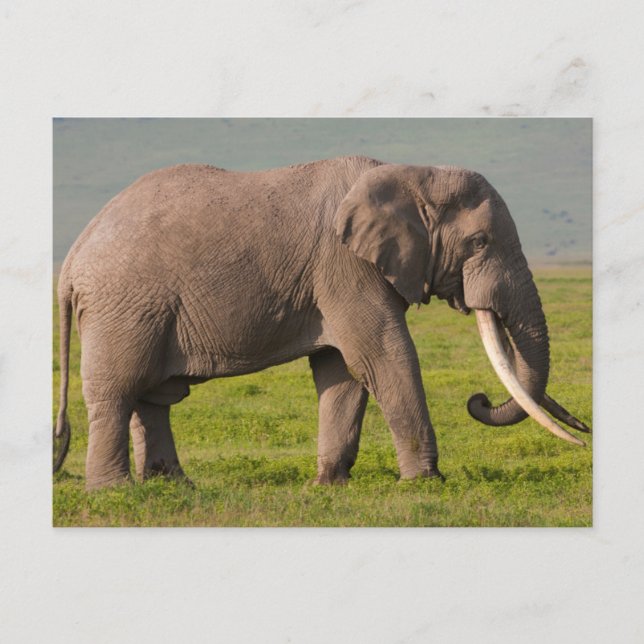 Afrikanischer Elefant, Schutzgebiet Ngorongoro Postkarte (Vorderseite)