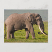Afrikanischer Elefant, Schutzgebiet Ngorongoro