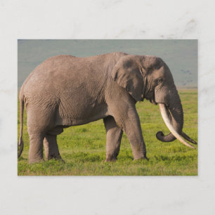 Afrikanischer Elefant, Schutzgebiet Ngorongoro Postkarte