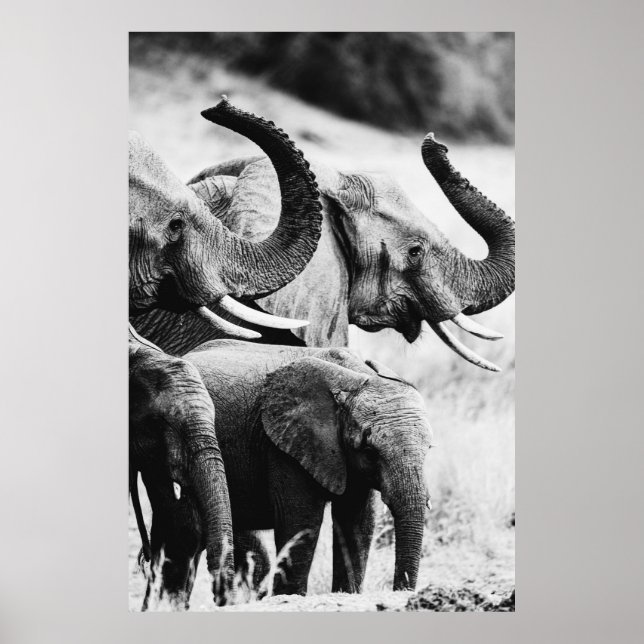 Afrikanischer Elefant, schwarz-weiß Poster (Vorne)