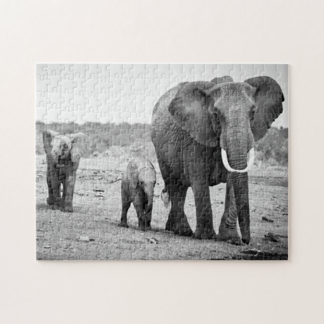 Afrikanischer Elefant u. Kälber | Kenia, Afrika (Horizontal)