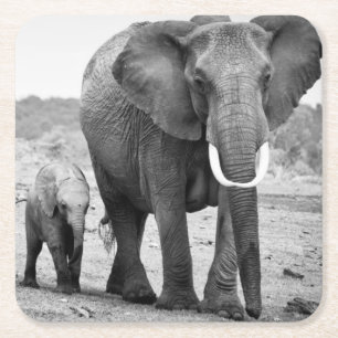 Afrikanischer Elefant u. Kälber Kenia, Afrika Rechteckiger Pappuntersetzer