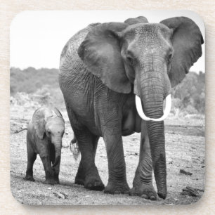 Afrikanischer Elefant u. Kälber Kenia, Afrika Untersetzer