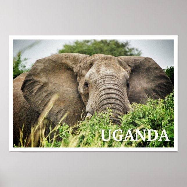 Afrikanischer Elefant, Uganda Poster (Vorne)