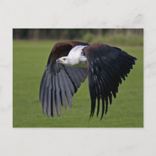Afrikanischer Fischadler im Flug Postkarte