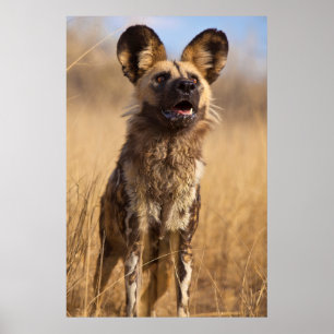 Afrikanischer Gemalter Wildhund Poster