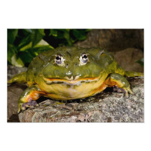 Afrikanischer grabender Ochsenfrosch, Pyxicephalus Fotodruck