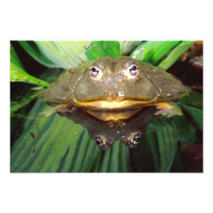 Afrikanischer Grabfrosch, Pyxicephalus 2 Fotodruck